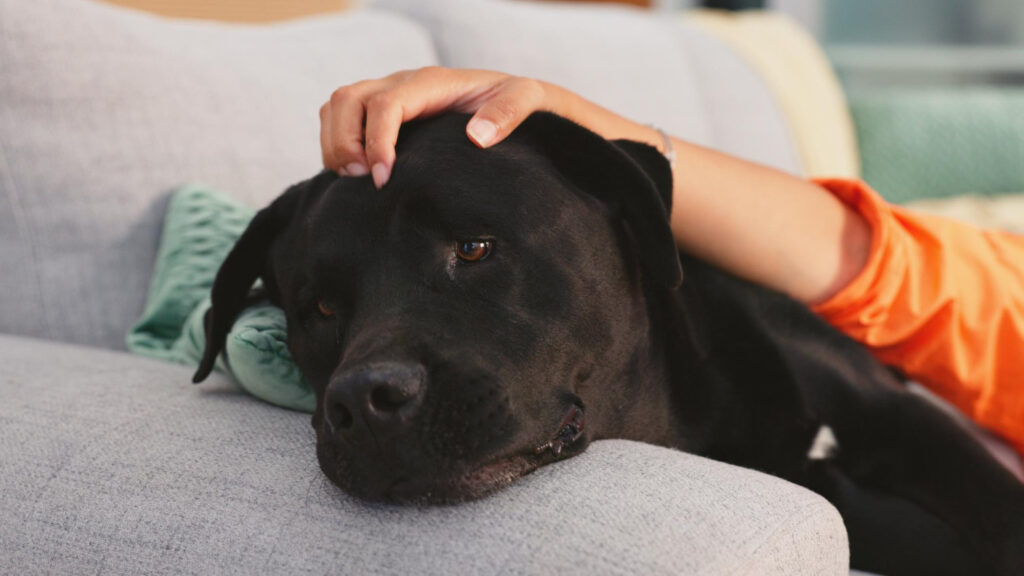 stressed black dog