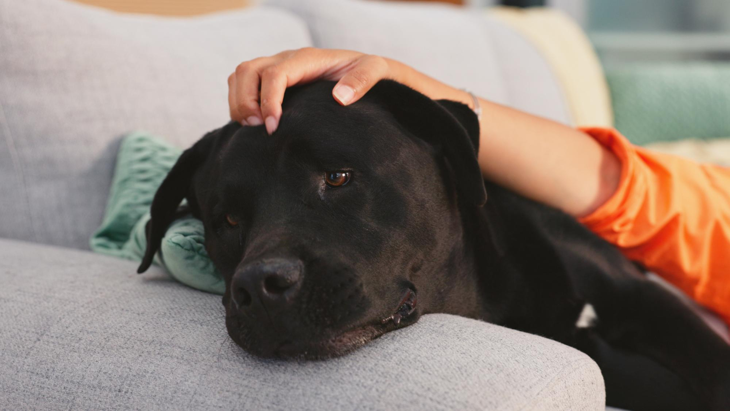 stressed black dog
