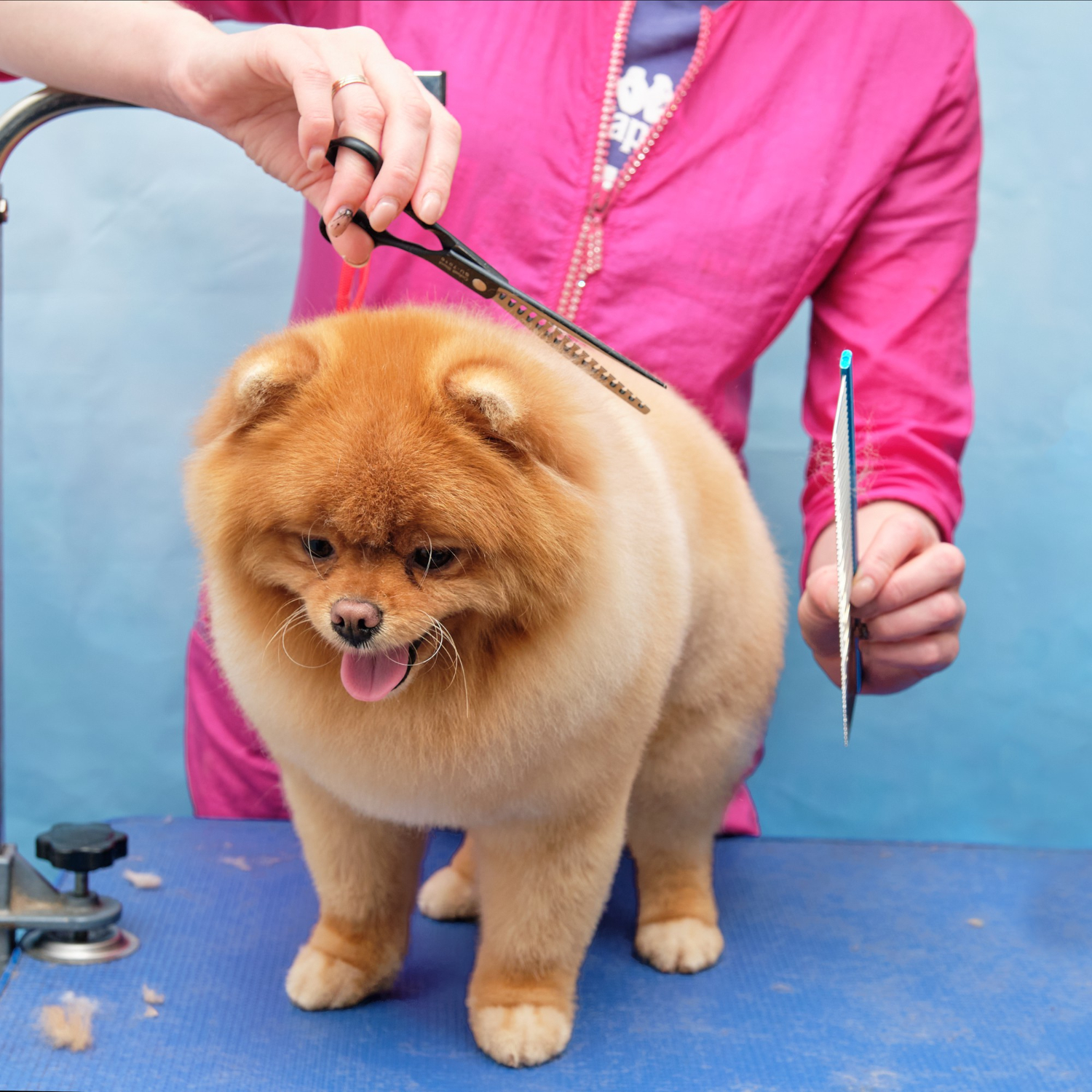 very nice hair cut for small dog