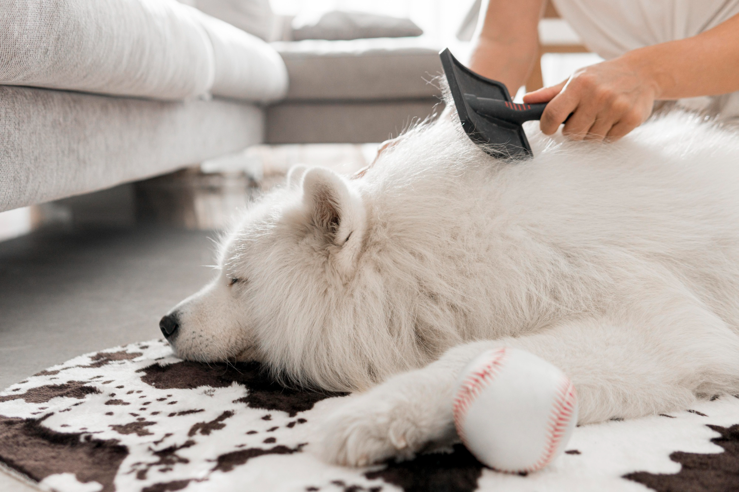combing big white dog