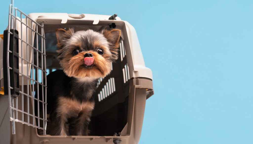 cute-ugly-dog