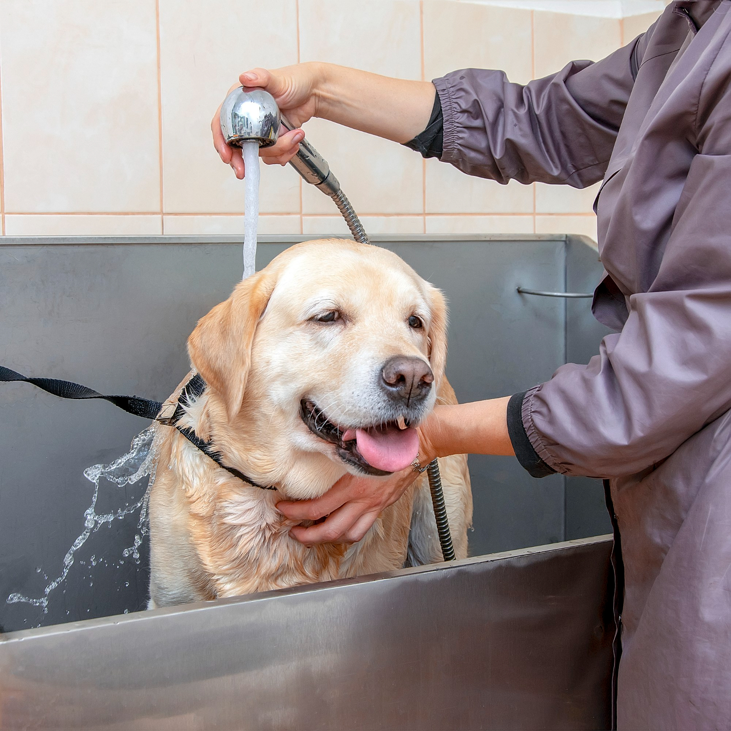 golden retriever having fun in a shower