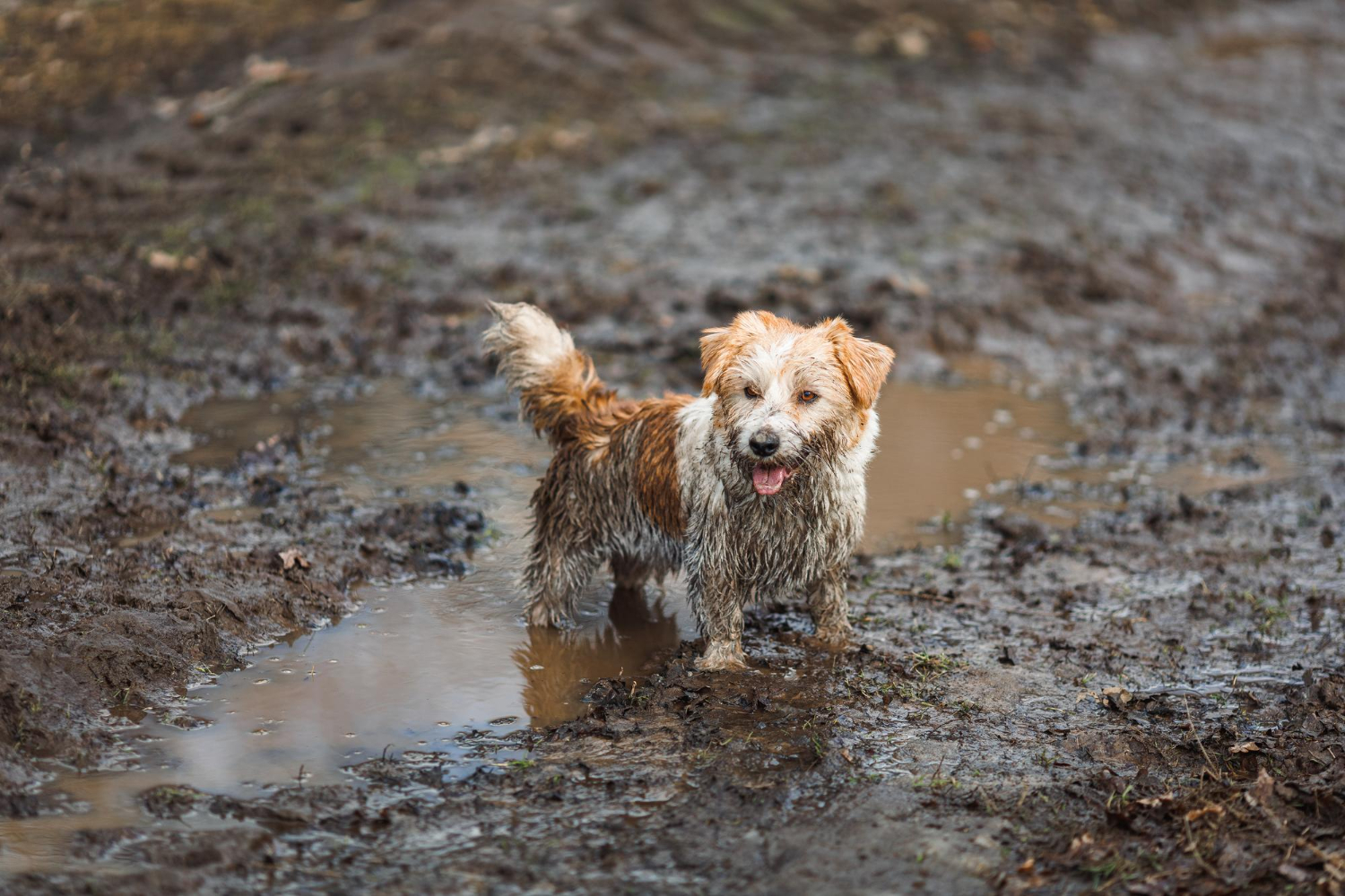 Dirty dog in mud