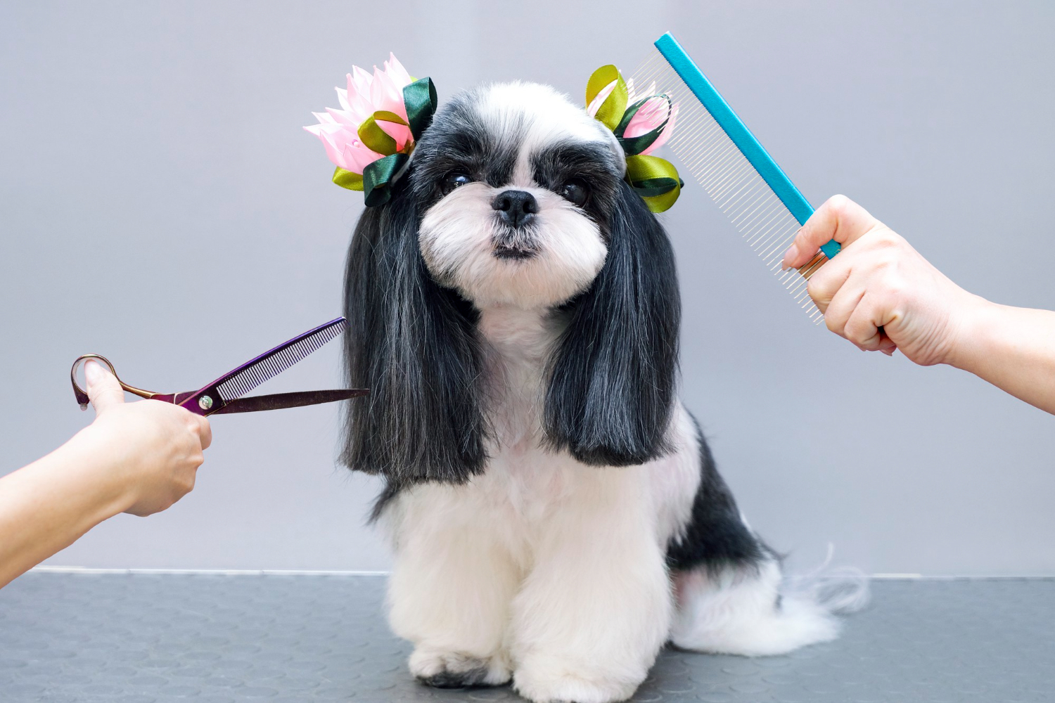 cute dog with rubbons