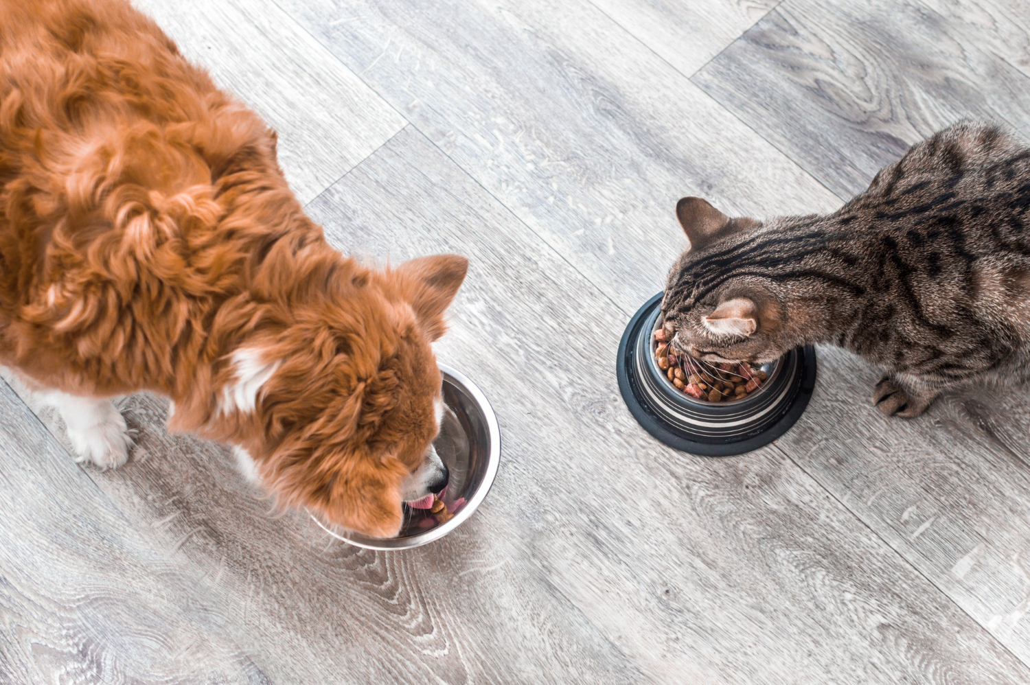 dog and cat eating