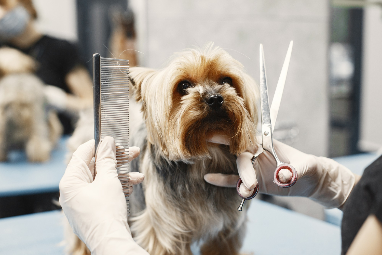 coupe pour chien