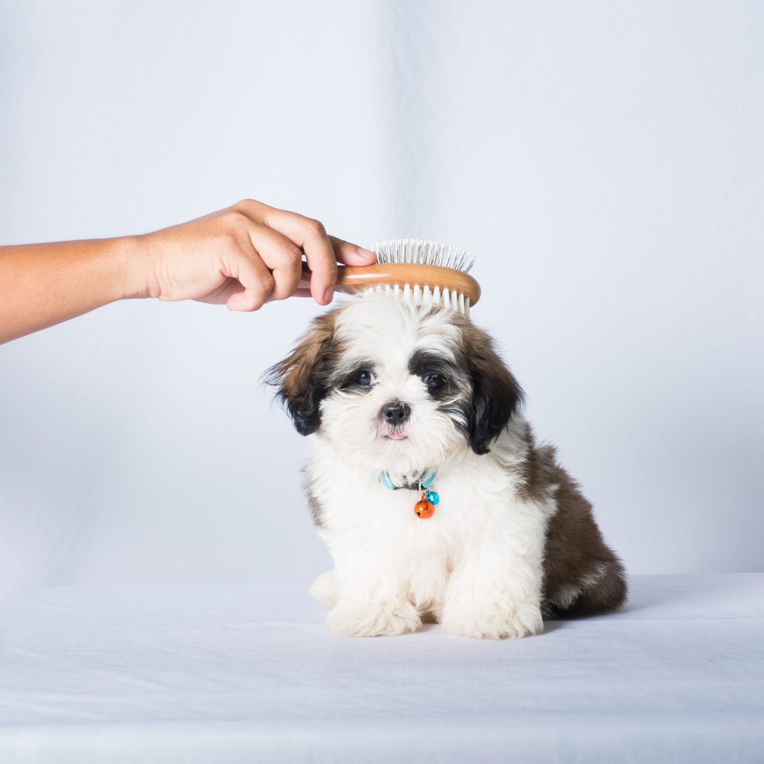 small dog puppy getting combed