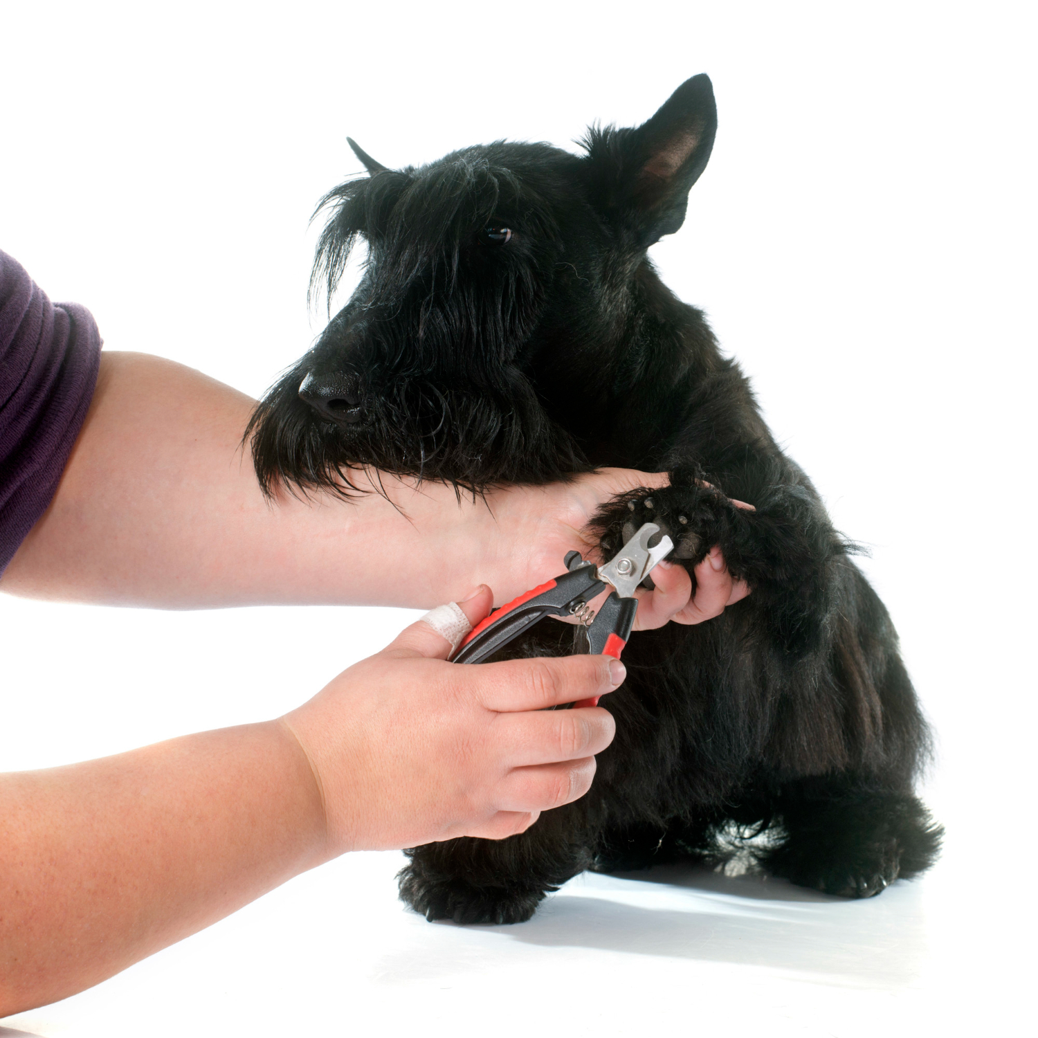 dog getting nails clipped