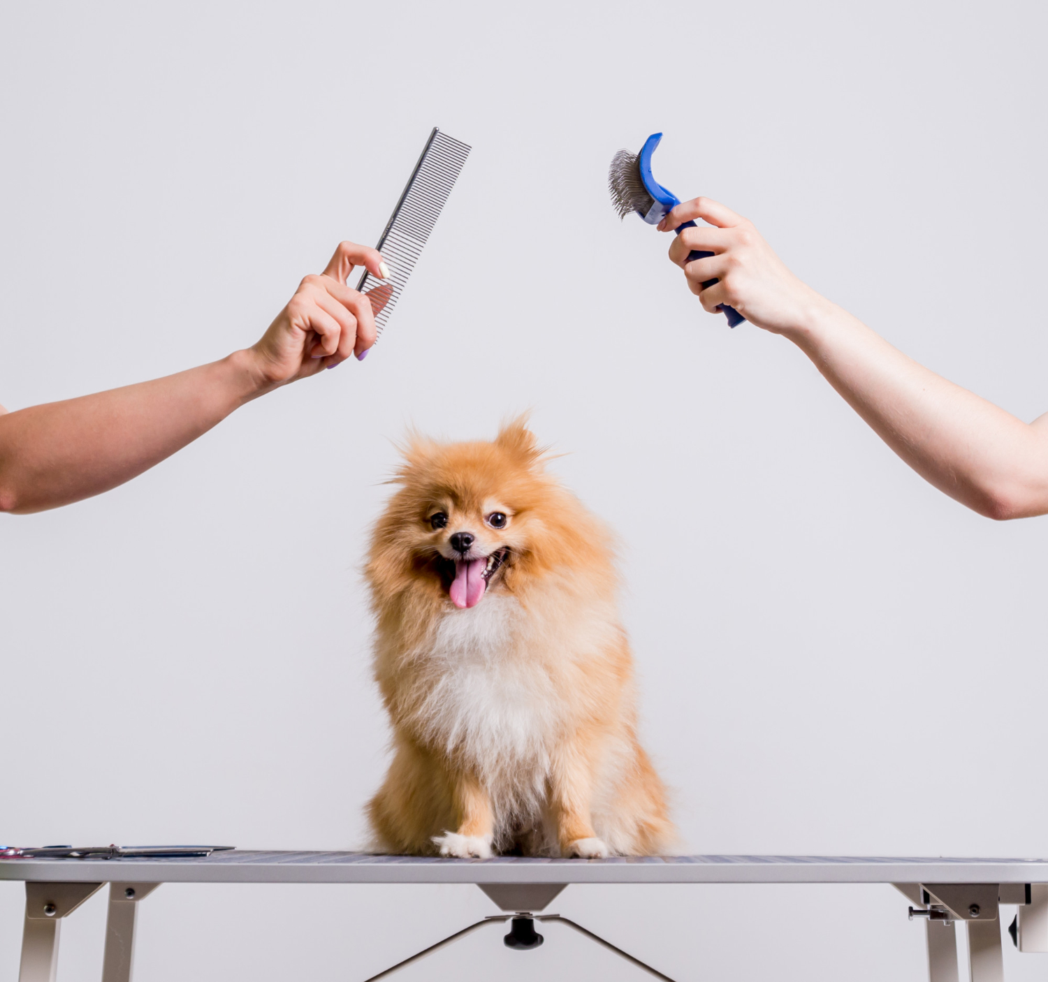 chihuahaua grooming and combing