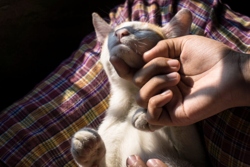 soin-chat