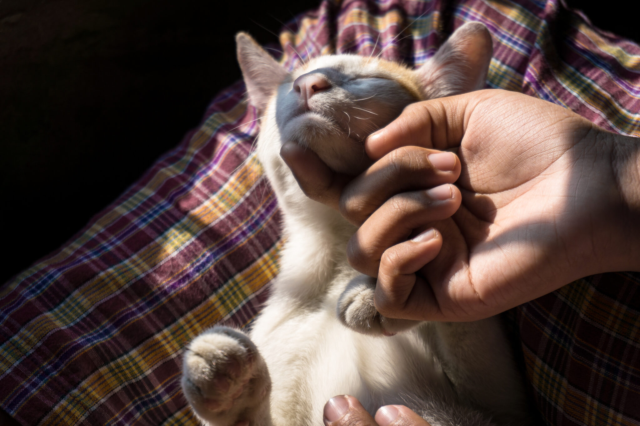 soin pour chats