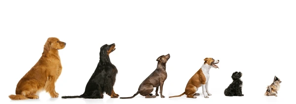 different dog breed with different sizes