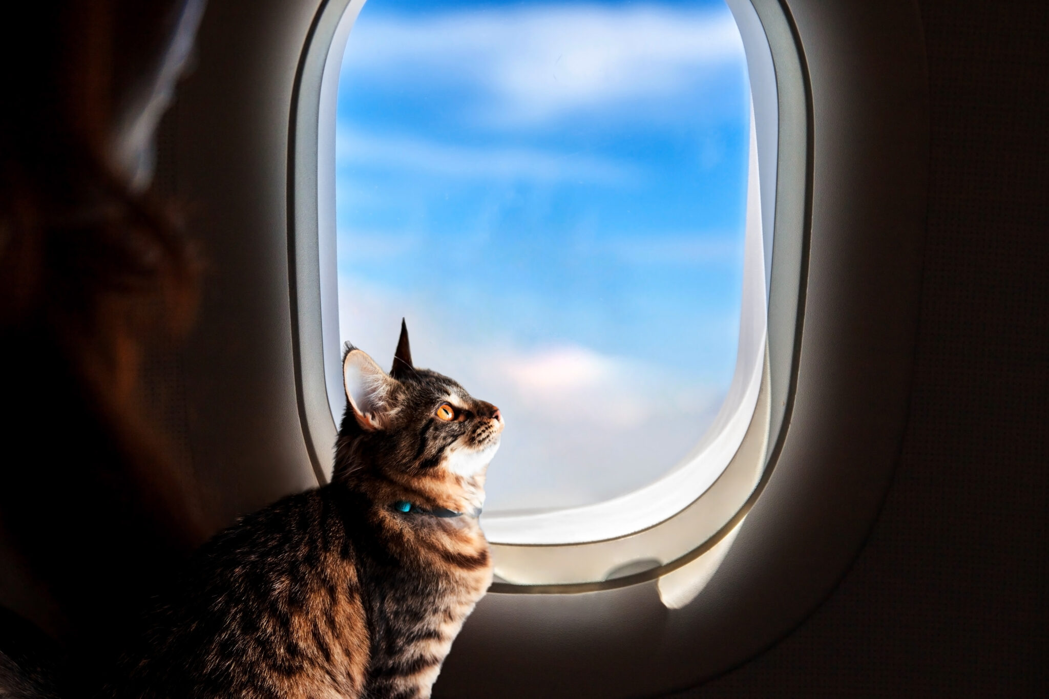 cat on a plane traveling